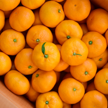 농원직송 제주 서귀포 타이벡 노지 하우스 감귤 중대과 첫수확 1박스 3kg