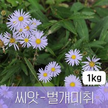[조이가든] 야생화씨앗_벌개미취 - 1kg