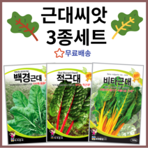 근대씨앗 3종세트 백근대 적근대 황근대 종자 백경근대 적근대 비타근대 채소씨앗 채소씨 쌈채소씨앗