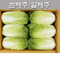 [싱싱도 최강]알배추10통~15통 15k내외/쌈배추, 1box, 알배추10~13통