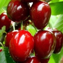 체리나무 체리나무묘목 체리묘목, 러시아8호