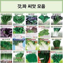 코리아팜 갓 파 씨앗/중엽쑥갓/돌산갓/적갓/청갓/얼청갓/아까오오바타까나/돌산대교/모둠겨자채/아시아곱슬/새론흑외대파/구조파/장열외대파/아시아흑금장파/아시아흑금장/새론부추/삼채, 16.다-삼채 100립