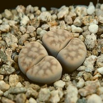 리톱스 예쁜다육 카라스몬타나 랜덤 1226-04, 단품