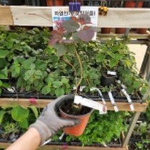 자엽안개나무(로얄퍼플) 9cm포트(P9)2개cid