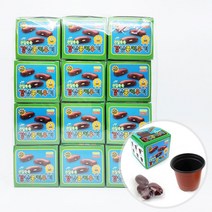 2000 강낭콩 키우기 키트 12개 묶음-씨앗 흙 화분 포함
