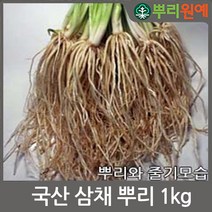 삼채 뿌리 1kg 국내재배 생삼채 뿌리 뿌리원예 삼채모종심기 가능한 삼채뿌리 1kg