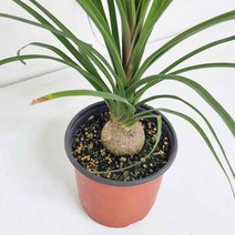 독구리난 덕구리난 도꾸리난 소형, 단품