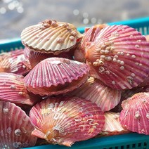 장가네 통영 홍가리비1kg(35미내외), 1개