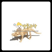 공룡화석 발굴 KIT(트리케라톱스), A형