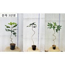 황칠나무 황칠묘목 황칠 황칠나무 묘목 황칠약재, 분재묘목(3년생)