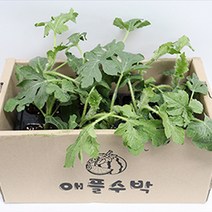 과일모종 흑피 애플 수박 모종 베란다 가정용 원예, 흑피애플수박 모종 10주