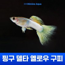 미미네아쿠아 핑구델타옐로우 구피 트리오