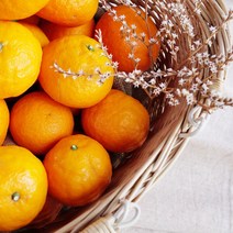 제주 카라향 2kg 3kg 5kg 가정용 선물세트, 카라향 10kg 혼합과