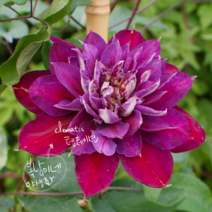 클레마티스 템테이션 [1포트] (복남이네 야생화 모종 덩굴 으아리 clematis)