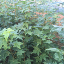 (GJ소망)우산고로쇠묘목(실생2년 키50-100센치)2그루