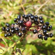 접목 산초나무 R2~3, 1개