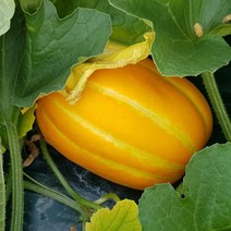 17브릭스 고당도 성주참외 2kg 3kg 소/중/대과, 소과 2kg (10-14과)