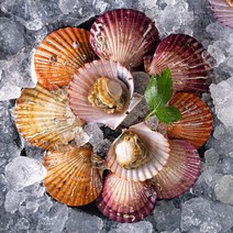 통영직송 최상급 홍가리비 2kg 산지직송, 1개