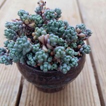 희성미인 키우기 쉬운 다육 랜덤발송 분별도1-50, 단품