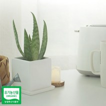 해피몰_알로에 사포나리아 모종 1개+ hap팅, /팅!