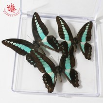 실제 나비 표본 박제 동물 곤충 장식 깊은 그림자 상자 프레임 공장, [01] Butterfly Specimen