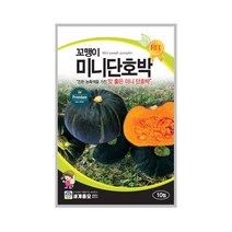 미니단호박씨앗 꼬맹이 단호박종자 10립 흑피종 호박 씨, 단품