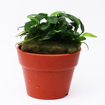 아누비아스 콩나나, 단품