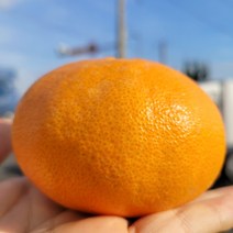 김치비네 제주 레드향 서귀포 명품 가정용 선물용 1.5kg 2kg 3kg 5kg, 3kg(중과 9-16과)