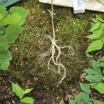 메키운삼 산양산삼 10년근 S급 6뿌리 산삼 산양삼, 상세페이지 참조, 상세페이지 참조