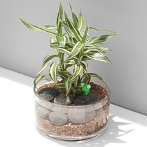 원형 유리 수경재배 DIY 실내공기정화식물 인테리어 화분, 원형 유리 수반 DIY, 빅토리아