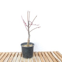 자엽 홍 매화 중형 향기 나는 나무 묘목 분재 카페 식물 화분