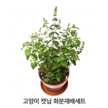 캣닢키우기 1P 화분세트 고양이 안정 활력 씨앗재배, 장연다육 1, 장연다육 본상품선택