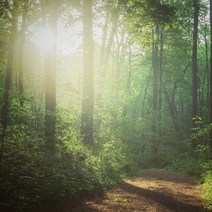 향기에반하다 프래그런스오일 히노끼 L타입 디퓨저 향수 만들기 니치향수 재료, 히노끼 프래그런스오일 1000ml