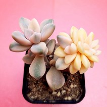살구미인금 예쁜 다육 식물 랜덤1꺽1-45
