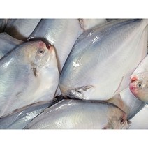 목포 병어회 반건조 병어 특대 대 자연산 생선구이 찜 조림 국내산, 반건조(찜/구이)