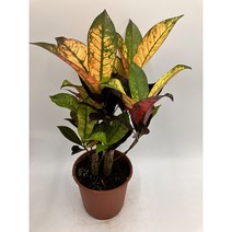 아이스크로톤 목대/ 소품