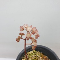 분홍돌단품(랜덤)