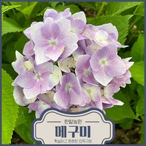 메구미 엔들레스썸머 수국 묘목 (개화주)포트묘 여름꽃나무