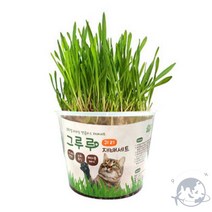 VEDANA 귀리재배세트 고양이스트레스해소