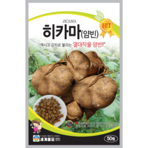 멕시코감자/얌빈/히카마씨앗 30립 / 22년 포장