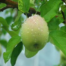 신선한 가정용 아오리사과, 3kg 소과