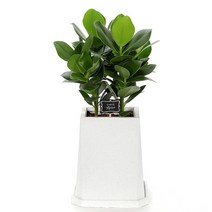 크루시아 55cm, 1개