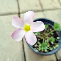 분홍바람개비 사랑초