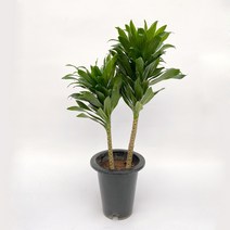 콤팩타 인테리어 플랜테리어 공기정화식물 집들이 화분 선물 75cm, 영양제_뿌리깊은나무_꽃과열매(핑크), 드라세나콤팩타