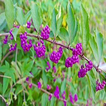 좀작살나무/H1.5M(5주묶음)묘목/b0557, 5개