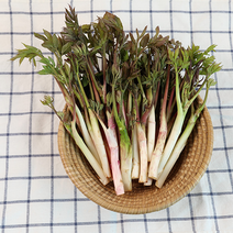 청정강원 눈꽃 땅두릅 독활 500g, 1kg