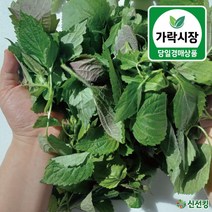 가락시장 당일경매 깨순 300g 깻잎순 깻순 들깨순 도매야채 신선킹 가락시장야채 300g / 1kg, 1개