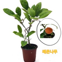 트리앤 향기나는식물 천리향 (꽃x) 동백(흑향) 만리향 레몬나무 천리향나무 천리향식물 야생화, 05.레몬나무(꽃x) 1개
