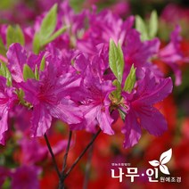 [나무인] 산철쭉10그루