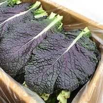 야채왕 적겨자 2kg, 적겨자 1박스(2kg), 1개